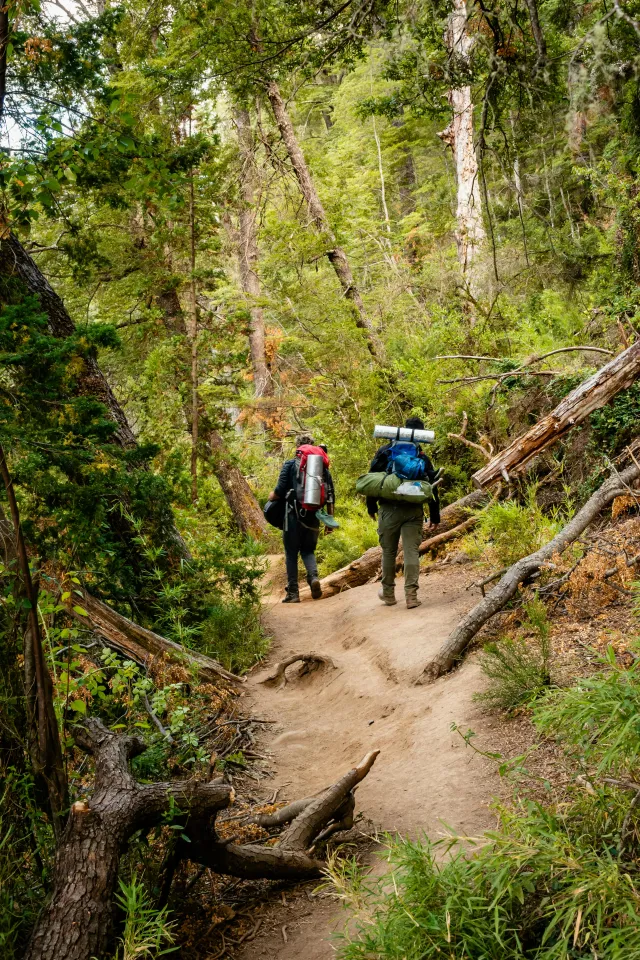 Greenery and forest surounding hikers